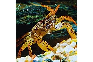 Live Freshwater Panther Crab