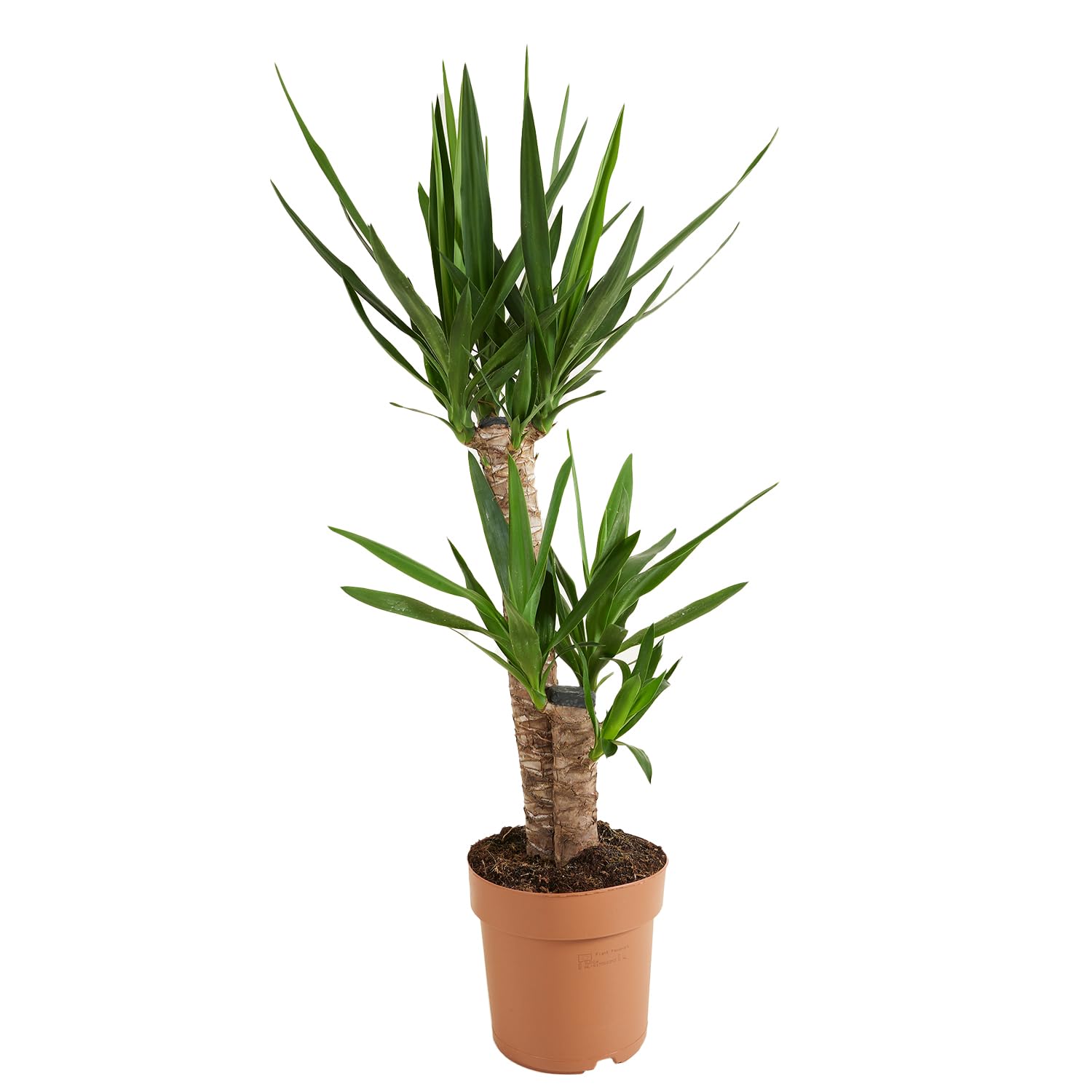 Yucca Elephantipes grande plante d'intérieur facile pot 21cm Bloomique