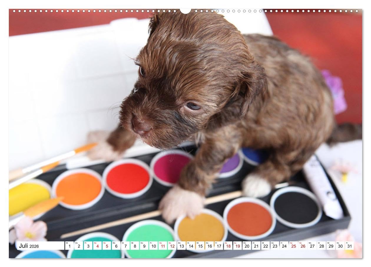 Bolonka Babykalender 2026 (hochwertiger Premium Wandkalender 2026 DIN A2 quer), Kunstdruck in Hochglanz: Ein gelungener Kalender mit hinreißenden ... kein Herz verschließen kann. (CALVENDO Tiere)