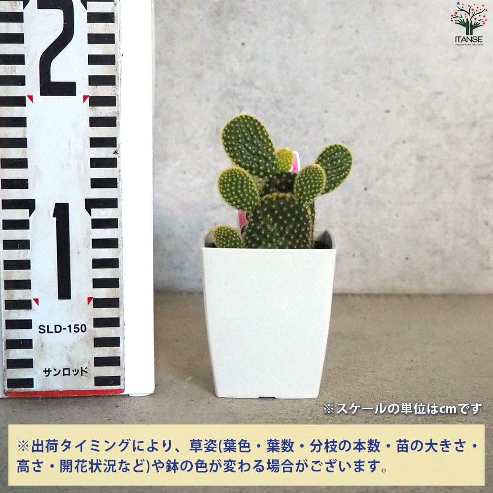 Amazon.co.jp: ITANSE オプンチア 金色の刺 ゴールデンバニー(金