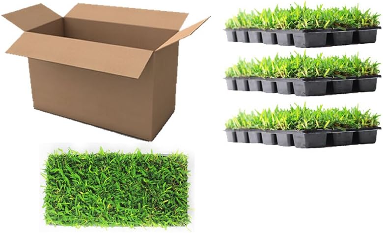 Floratam St. Augustine Grass Plugs / Box of 72