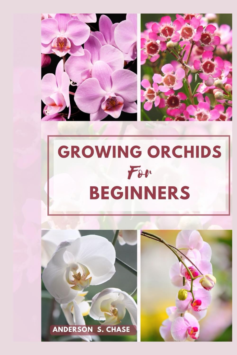 Growing Orchids For Beginners: Easy Steps-by-Step Guide on How To Grow and Care for Orchids at Home
