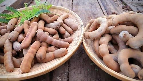 Miniatura 4 de Happy Panda - Pasta de tamarindo sin semillas, paquete de 14 onzas (Imli | Me Chua | Tamarindo)