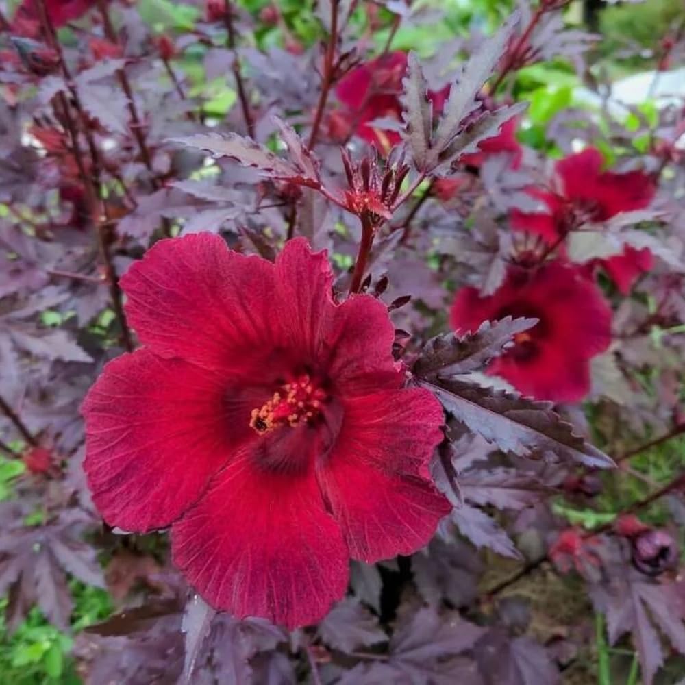 Amazon.com : 2 Hardy Hibiscus Plants Live, Cranberry Hibiscus