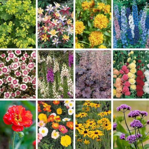 YouGarden Set of 24 Perennial Plug Plant Cottage Gardens Collection. Easy to Grow Perennials Plants Outdoor Garden Ready. Cottage Garden Plants Ready to Plant