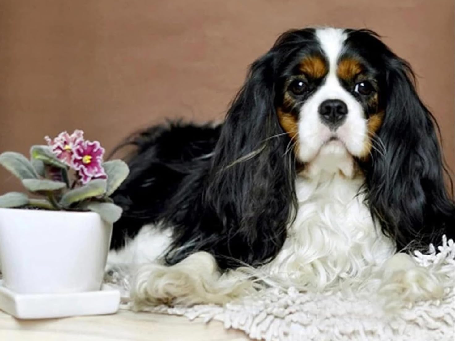 5D DIY Diamond Painting Kits, Cavalier King Charles Spaniel Dog Diamond Art Full Round Drill Crystal Rhinestone Embroidery Pictures Arts Diamond Painting Kits for Wall Decor Gift 30x40cm/12x16inch