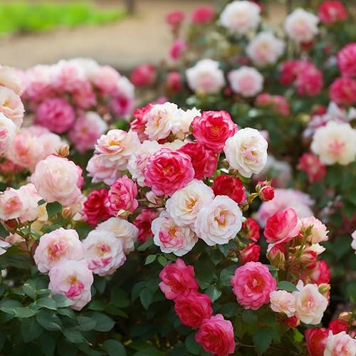 Miniatura 6 de Más de 250 semillas de rosas trepadoras mixtas, arbustos de rosas, semillas de rosas trepadoras para plantar al aire libre, alta tasa de germinación