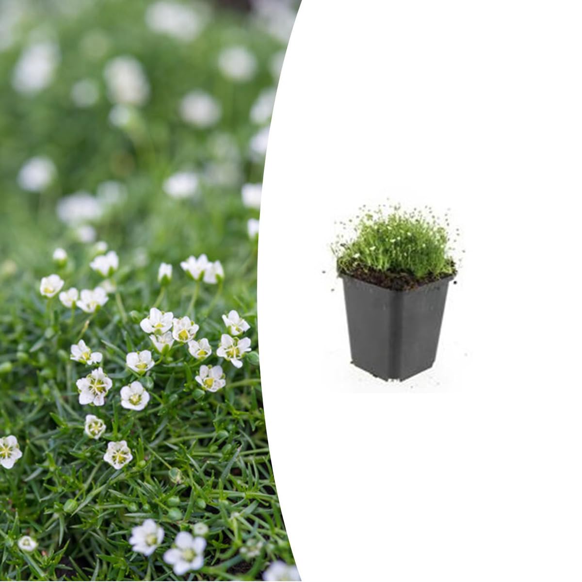 Sagina subulata | 48 sztuk - 10-25cm - Ø9cm - Roślina ogrodowa