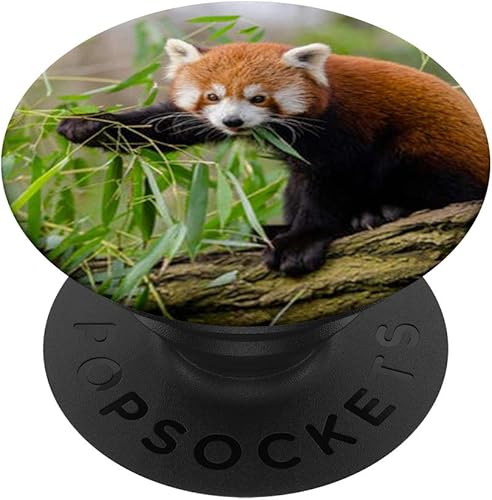Lote de vasos de panda rojos con diseño de oso de zorro, para amantes de la naturaleza, con agarre y soporte para teléfonos y tabletas