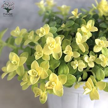 貝細工　ヘリクリサム　40個　No.98 貝細工 ヘリクリサム 40個 No.98