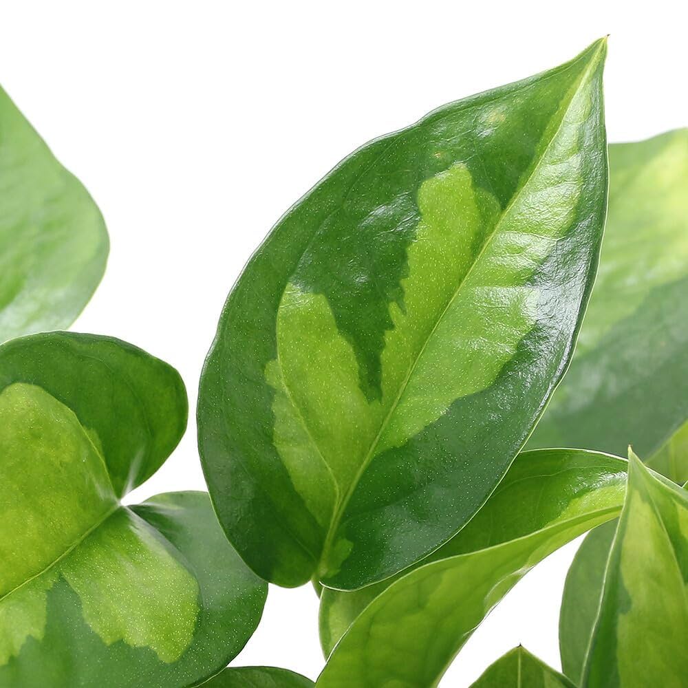 rosemary　ポトスグローバル特大株2株【送料無料】連休明発送 楽天市場】幻のポトス「グローバル」。美術品のような美しい