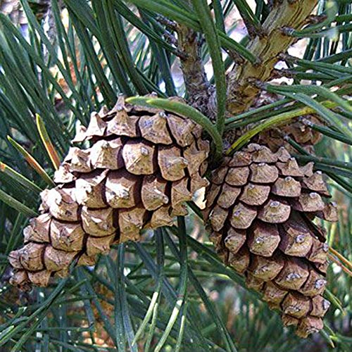 Kweek je eigen Schotten Pine Bonsai Boom Kit - Indoor Tuinieren Verjaardagscadeau - Afbeelding 7