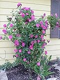 5 PURPLE CLIMBING ROSE Rosa Bush Vine Climber Fragrant Butterfly Flower Seeds
