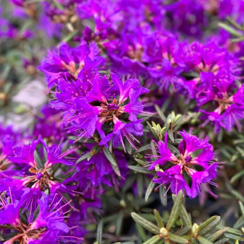 Amazon.com : 1-2 Ft Rhododendron Plants Live Bush Shrubs in 1 Gallon Pot  for Planting, Azalea Bush Ready Plant, Live Rhododendron Plant Azalea ( Purple Violet) : Patio, Lawn & Garden