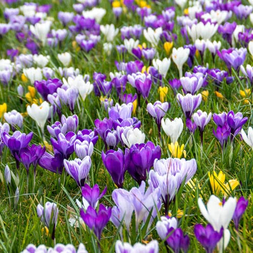 Image of IMP. Saffron | Crocus Excellent Quality Flower Bulbs for Attractive Aromatic Flowers Home Outdoor Gardening Plants Flowering Bulbs (pack of 12, Multicolour)