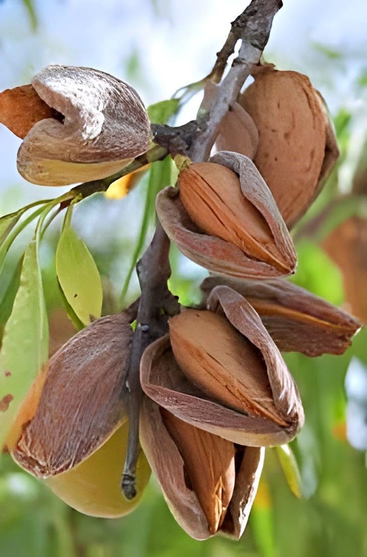 PAJUSDYASI-Healthy Rare "Almond Plant"Live Plant Badam Indian kashmiri kagzi Almond Badam Variety Home Garden Plant(1 Healthy Live Plant) Almond Plant Tree … (B0DFMG6JDG) Amazon Price History, Amazon Price Tracker