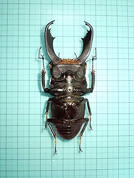 Amazon.co.jp: 標本スラウェシオオヒラタクワガタ スラウェシ島