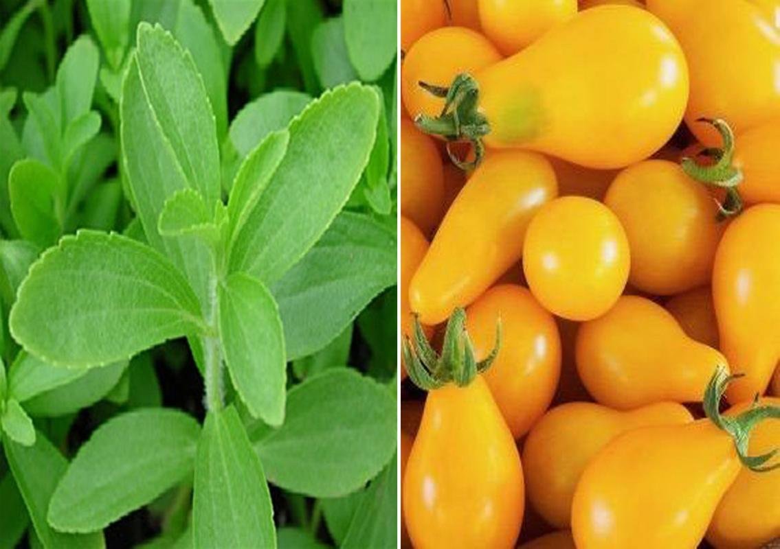 Stevia Sweet Leaves and Tomato S Yellow Pear Seeds (Pack of 30 Seeds Stevia Sweet Leaves + 30 Tomato S Yellow Pear) 60++ Seeds-picture-20