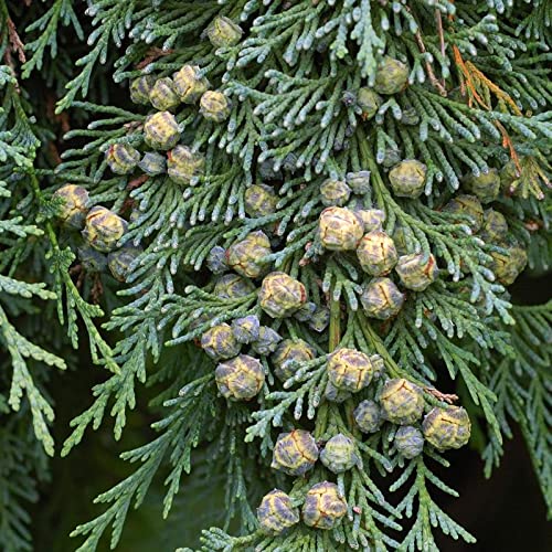 Chamaecyparis Lawsoniana (Port Orford Cedar) Tree Seed By Myseeds.co, You Choose The Quantity (1/4 Oz (3,125 Seed)) #TOP1