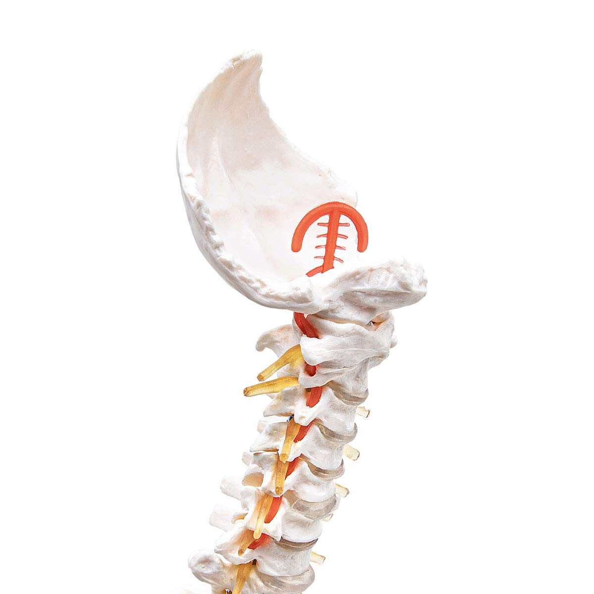 Anatomia Elementare Modello di Colonna Vertebrale – Modello Anatomico di Colonna Umana a Grandezza Naturale, Nervi Spinali, Arteria Cervicale, PVC Durevole