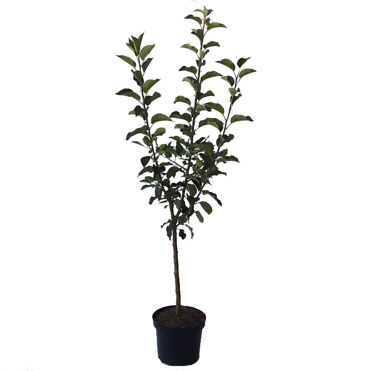 Familienbaum Trio Apfelbaum mit drei Apfelsorten Gala - Cox Orange - Jonagold