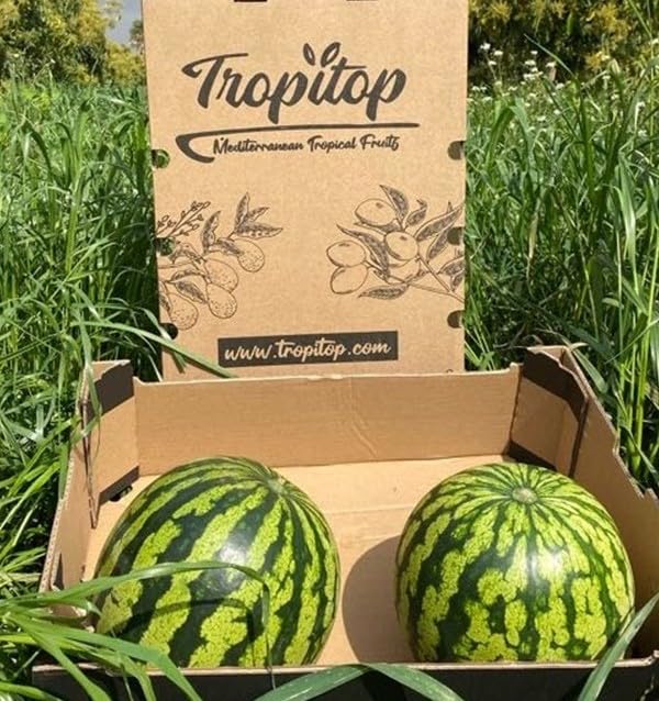 Caja de Sandías | 2 o 3 unidades. Aprox 5kg cada pieza. Fruta entera, dulce, cultivo sostenible en Castellón (España), directo del agricultor (2 Unidades)