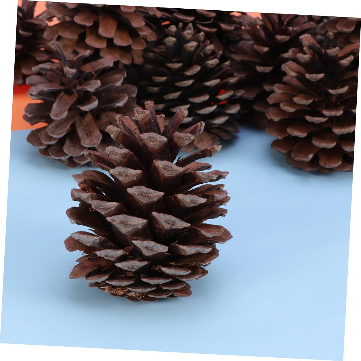 Pigne Natalizie Decorative 50 Pezzi 6-8cm in Pigne Naturali | Albero di Natale e Tavola, Uso Ripetuto, Atmosfera Festiva Invernale, Addobbi per Vetrina
