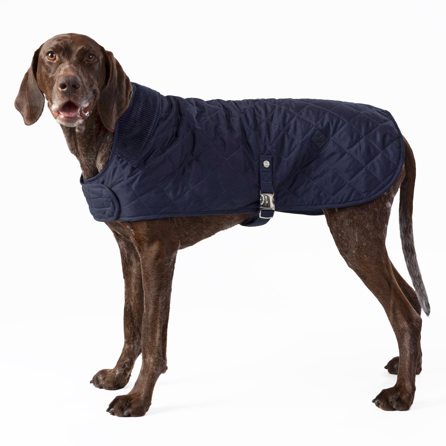 HUGO & HUDSON x HACKETT Quilted Dog Jacket Warm Winter Coat with Corduroy Collar, Navy XS25