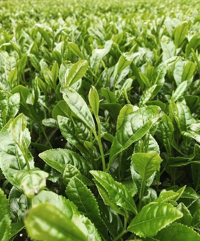 Miniatura 6 de One With Tea Té verde orgánico japonés Genmaicha Hoja suelta  Sencha de hoja entera premium con arroz integral tostado, orgánico USDA, sabor a nuez