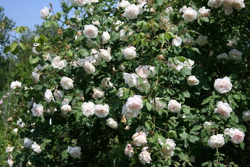 GARTHWAITE NURSERIES® : - Potted 2 Litre Climbing Rose Madame Alfred Carriere Perennial Plant