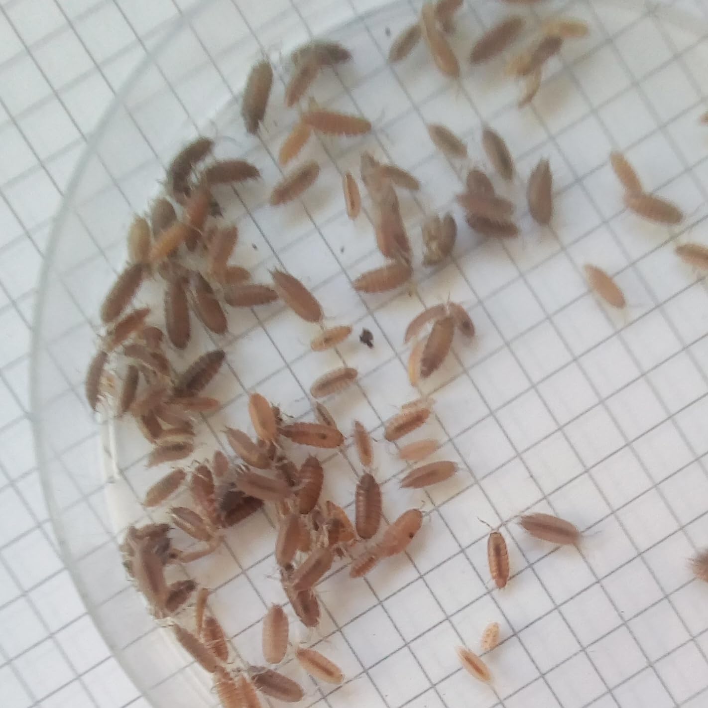 Live Porcellionides Pruinosus Isopods – Tropical Grey/Orange Woodlice for Bioactive Terrariums or Clean-Up Crews – SMALL (100)