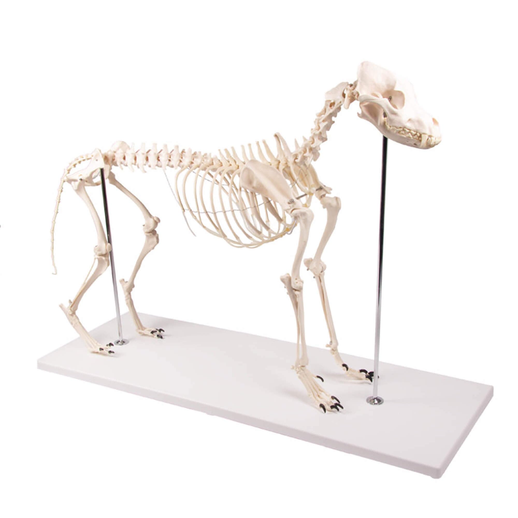 Hundeskelett, natürliche Größe