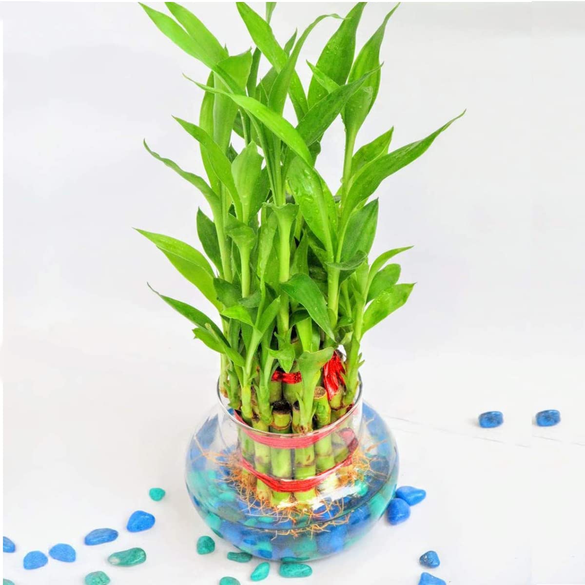 Sivisty | 2 Layer Bamboo Plants for home decoration - Indoor Vastu Bamboo Plant with Pot - Home/Office Decor Gifts (B0CCZ2K1Q9) Amazon Price History, Amazon Price Tracker