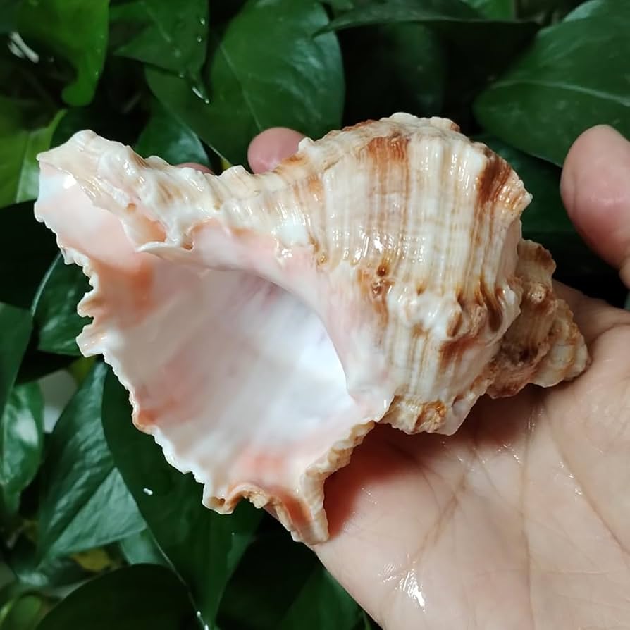 Amazon.com: Lacmopyle 4