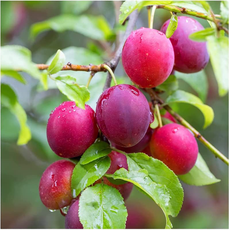 Can You Grow Plums from the Store? Garden Super Power