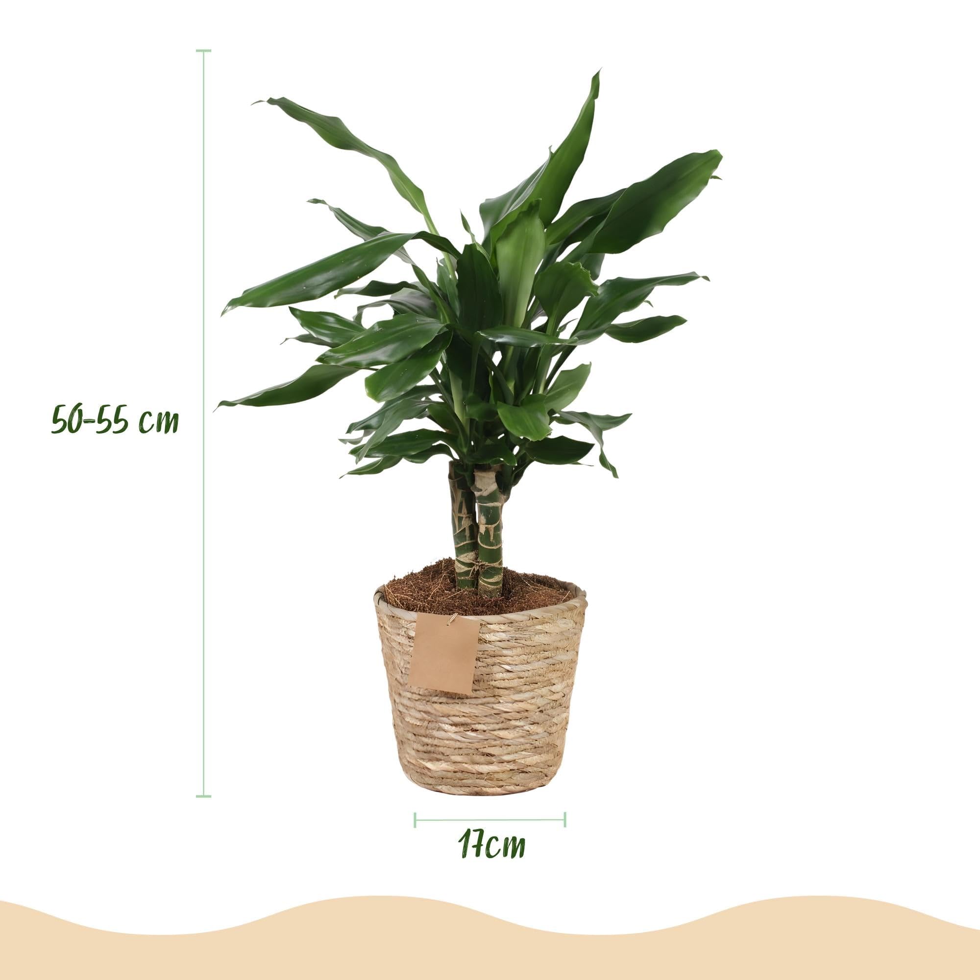 Green boutiQ - Plantes d'intérieur - Dracaena fragrans Steudneri - Arbre de dragon - Peu d'entretien - avec panier - Vert - 2 Plantes - Pot 17cm - Hauteur 50-55cm