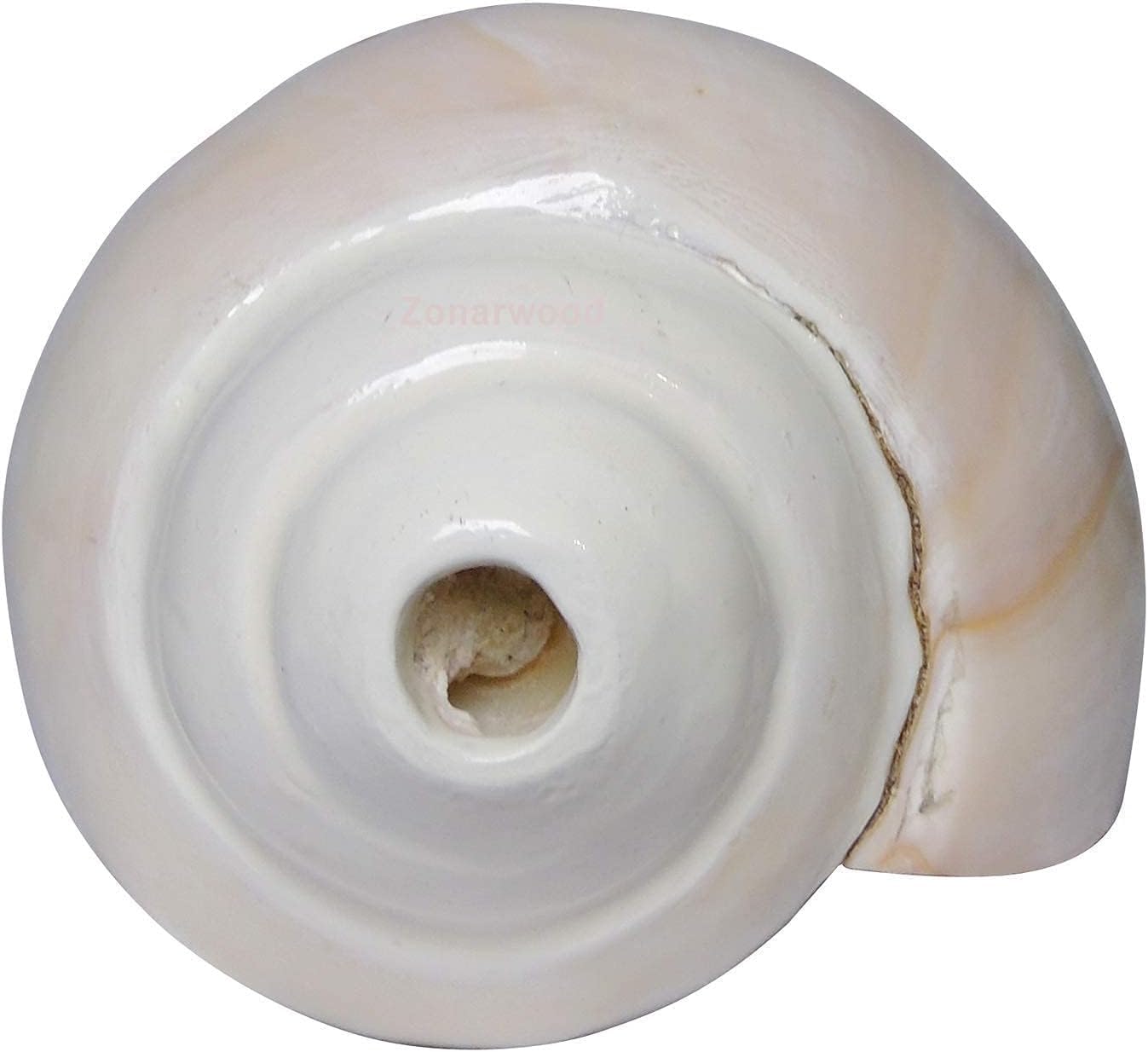 Coquilles de conque Shankh naturelles pour prière Pooja Home Temple – 12,7 cm de long