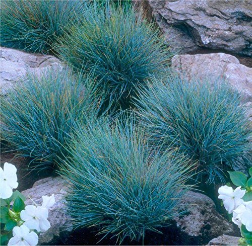 5 x Festuca glauca/cinerea 'Elijah Blue' 1 Liter (Ziergras/Gräser/Stauden) Blauschwingel ab 2,99 € pro St.
