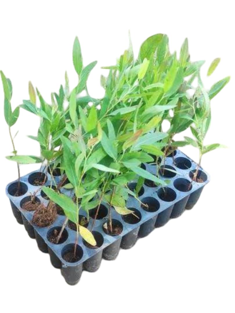 Eucalyptus plant Eucalyptus Medicinal Timber Fast Growing Plant For Outdoor Garden/Park - Healthy Live Ayurvedic Plants (pack of 1 pcs)-image-2