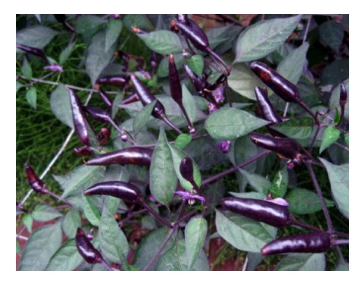 PREMIER SEEDS DIRECT - HOT Chilli Pepper - Zimbabwe Black (100 Seeds)