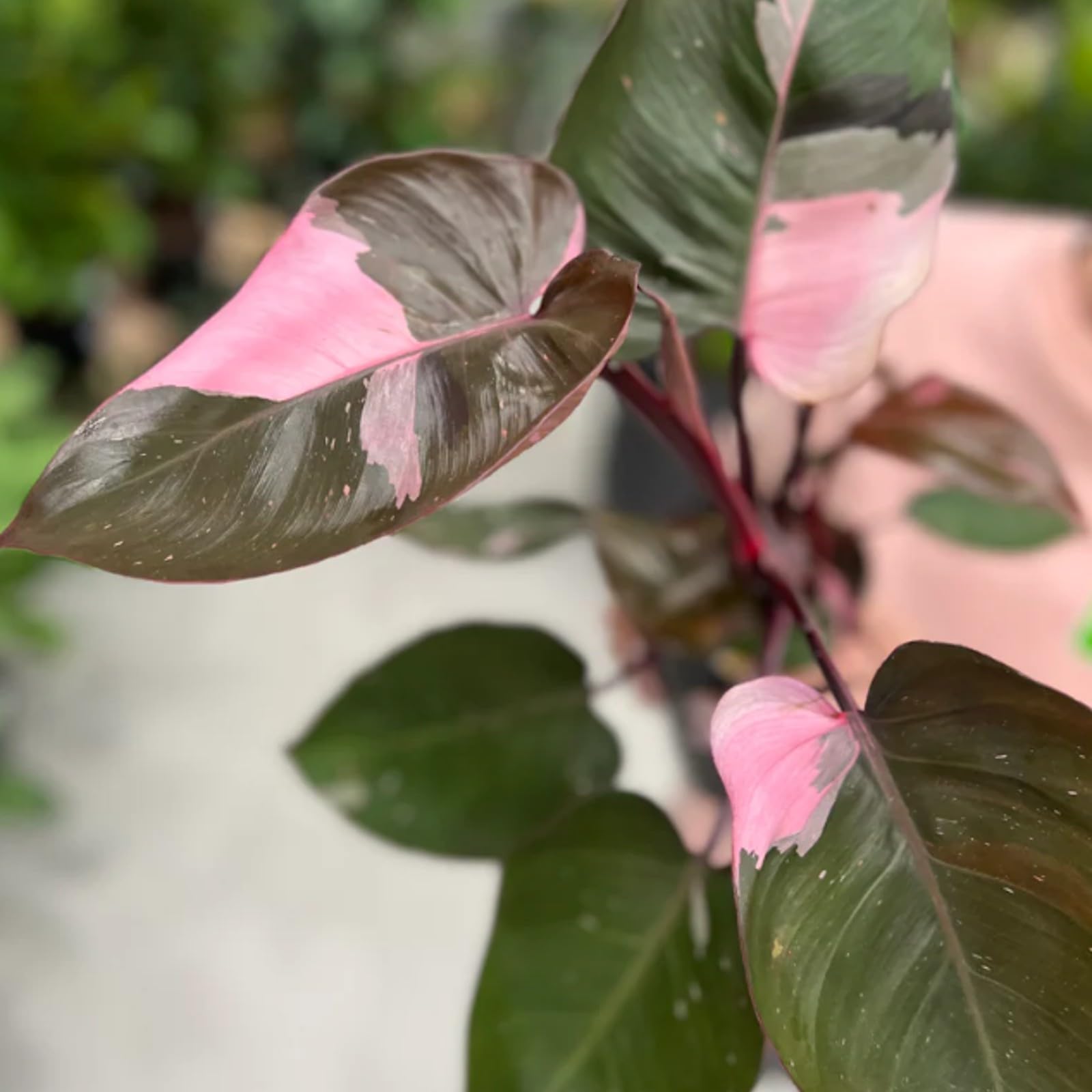 Carbeth Plants - Philodendron Pink Princess - Indoor Plant in 12cm Pot - Pink and Green Variegated Leaves