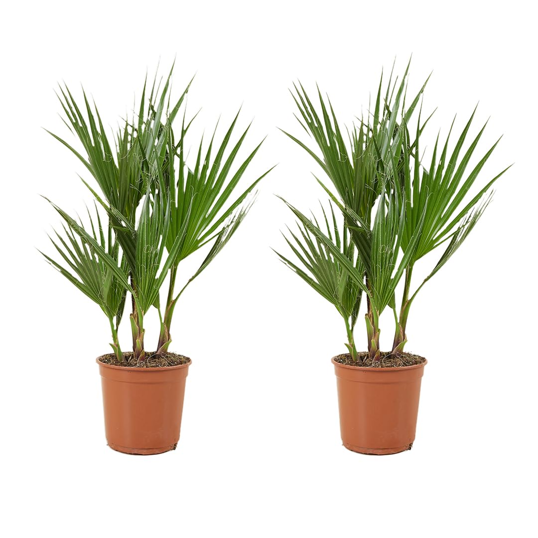 Bloomique - Lot de 2 - Washingtonia Robusta - Palmier éventail mexicain - Palmier rustique - Plantes de jardin - Hauteur 50-​60 cm - Pot 14 cm