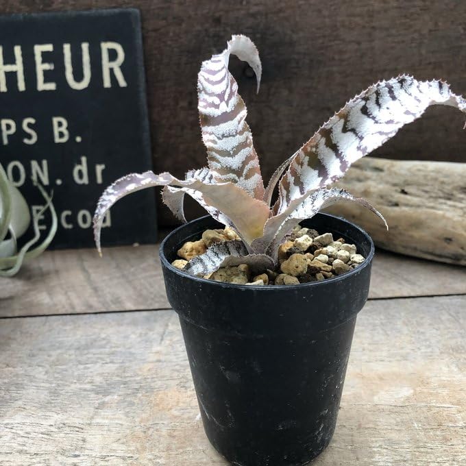 Amazon｜クリプタンサス 'アブソリュートゼロ' 観葉植物 インテリア