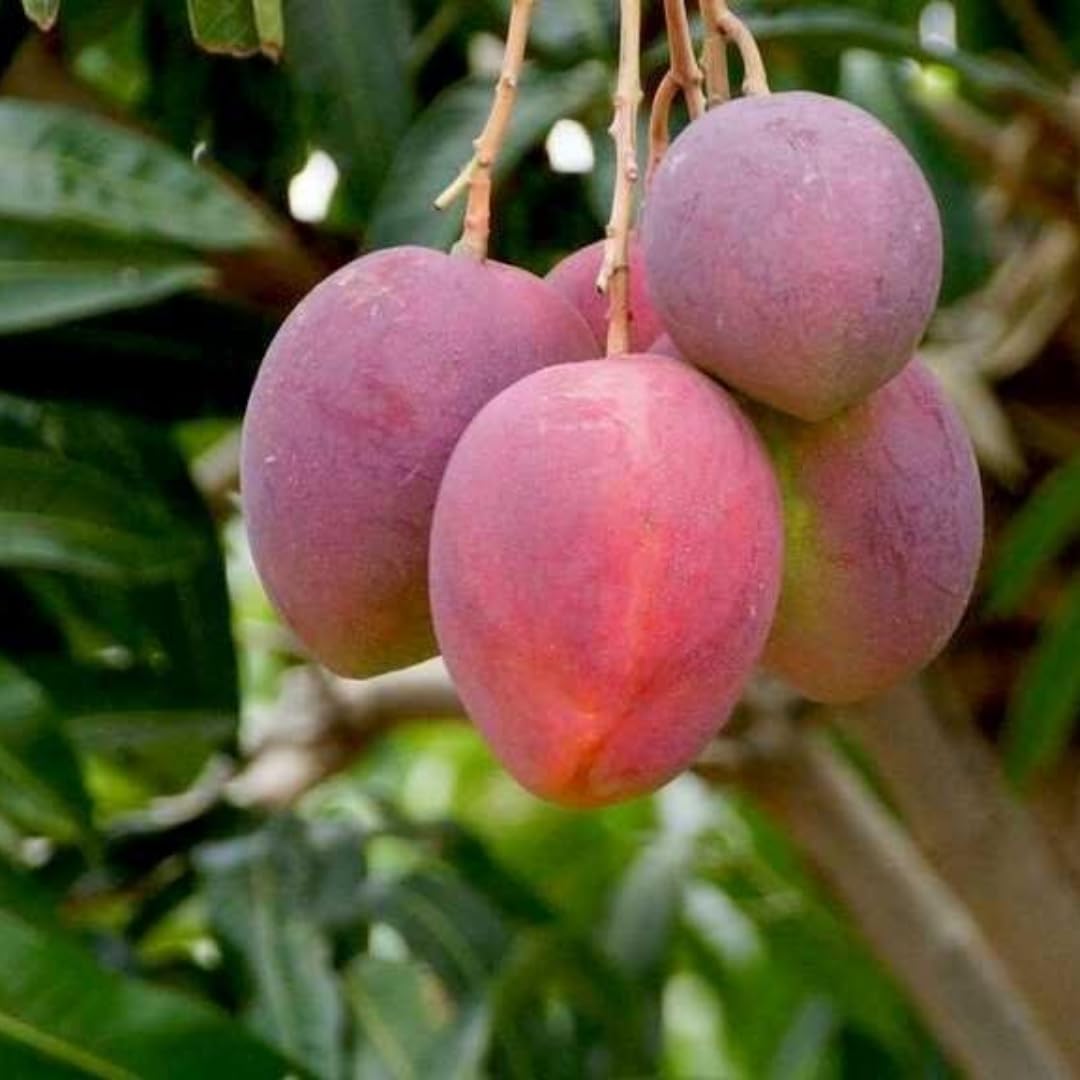 M-Tech Gardens Mango Fruit Plant (Thailand Red, Grafted Hybrid) Exotic 1 Live Fruit Plant (B07S58HCSY) Amazon Price History, Amazon Price Tracker