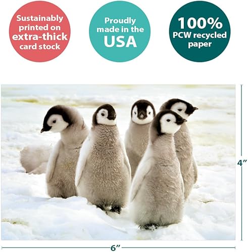 Miniatura 4 de Tree-Free Greetings EcoNotes - Juego de 12 tarjetas de notas de pollitos de pingüino emperador para todas las ocasiones con sobres, 4 x 6 pulgadas