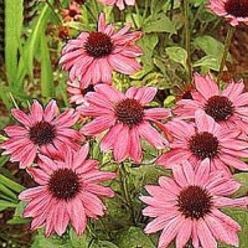 Sellify Generic 25+Seeds/Pack Pink ECHINACEA/CONEFLOWER Flower Seeds/Perennial (B071YY3ZKG) Amazon Price History, Amazon Price Tracker