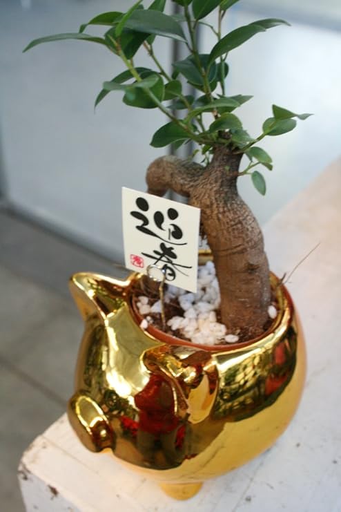 Amazon Co Jp 開運 観葉植物 金の豚 ガジュマル ラッピング代込 送料込価格 ホーム キッチン Amazon Co Jp 開運 観葉植物 金の豚 ガジュマル ラッピング代込 送料込価格 ホーム キッチン
