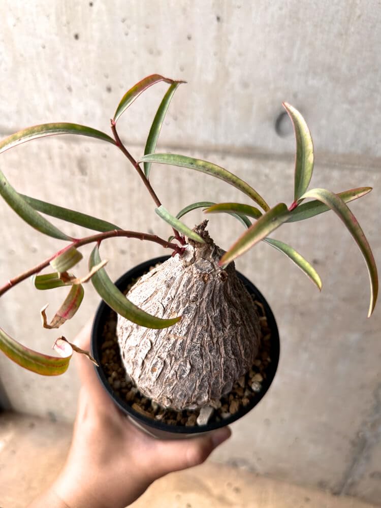 ト*シ様 ユーフォルビア トリカデニアEuphorbiatrichadenia isla del pescado - Euphorbia trichadenia-ユーフォルビア