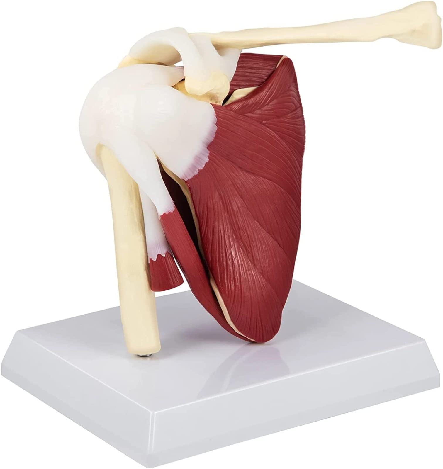 Shoulder Joint Muscles Model, Human Shoulder with Muscle Anatomy Model PVC Shoulder Model with Ligaments Life Size Shoulder Anatomy for Doctors Office Educational Tool Anatomicals