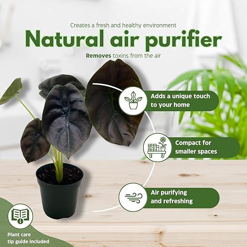 Miniatura 8 de BubbleBlooms Alocasia Cuprea, Joya Alocasia, secreto rojo en una planta de espejo de maceta de 4 pulgadas, rara